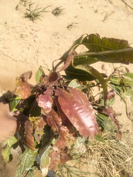 أرجو تشخيص الحالة وما هي المعاملة اللازمة لها